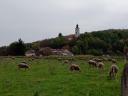 Registered pregnant flock of sheep for sale