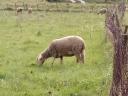 Registered pregnant flock of sheep for sale