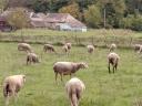 Registered pregnant flock of sheep for sale