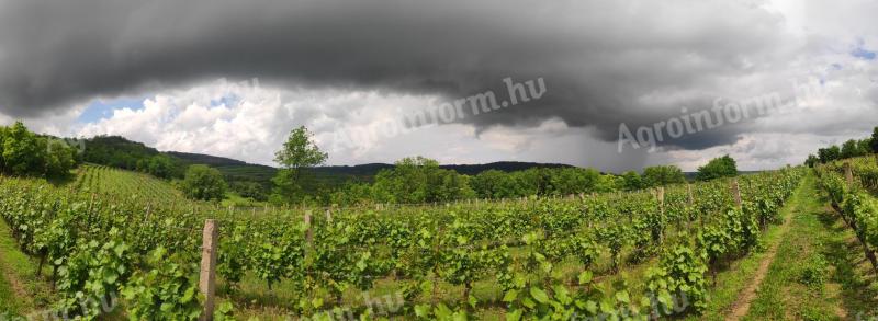 Weinberg zu verkaufen