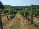 Vineyard for sale