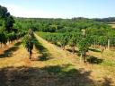 Vineyard for sale