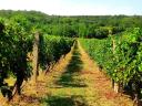 Vineyard for sale