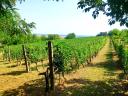 Vineyard for sale