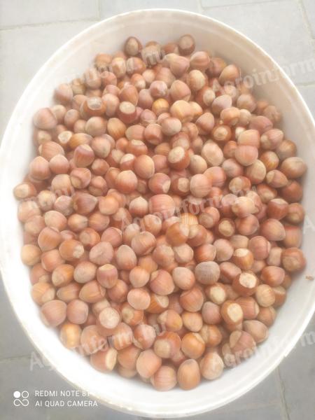 Hazelnuts for sale