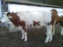 Young Hungarian pregnant cow with her 5 month old heifer calf