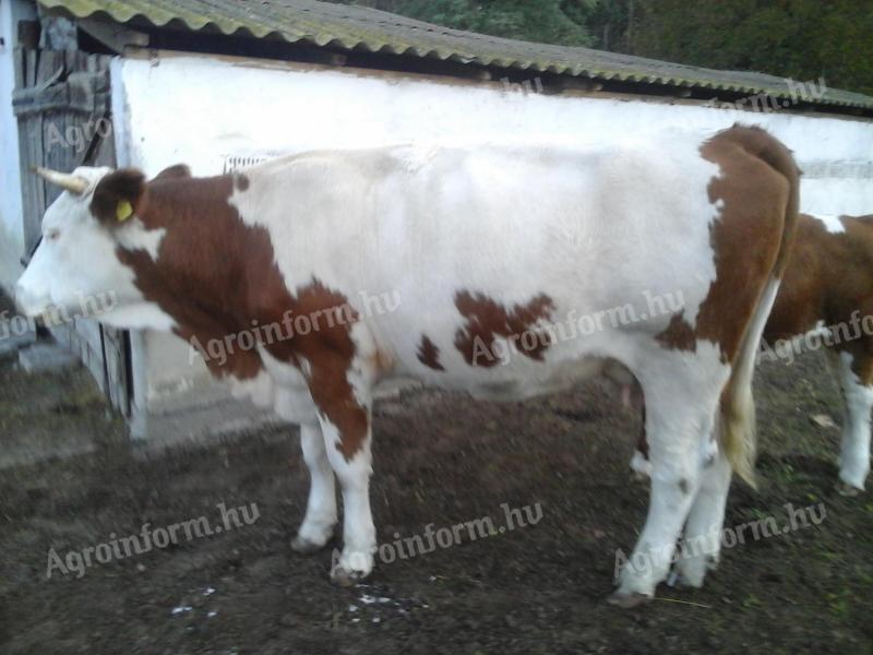 Eine junge ungarische bunte trächtige Kuh mit einem 5 Monate alten Kalb