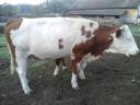 Young Hungarian pregnant cow with her 5 month old heifer calf