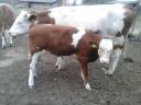 Young Hungarian pregnant cow with her 5 month old heifer calf