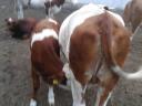 Young Hungarian pregnant cow with her 5 month old heifer calf