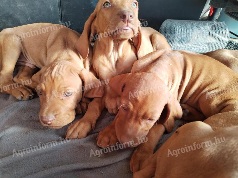 Purebred Hungarian Vizsla puppies