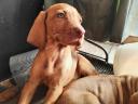 Purebred Hungarian Vizsla puppies