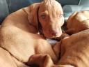 Purebred Hungarian Vizsla puppies