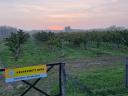 1.6 hectare BIO quince plantation for sale 10 km from Kecskemét