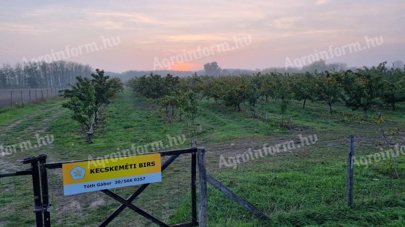 Predám 1,6 ha BIO dulový sad 10 km od Kecskemétu