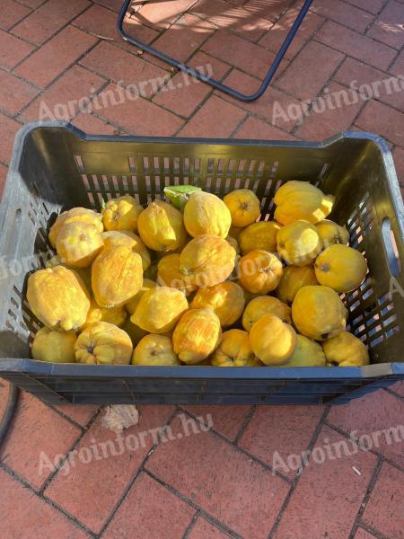 Quince for sale