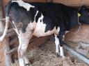 Holstein-Friesian heifer