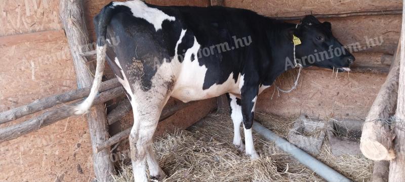 Holstein-Friesian heifer