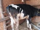 junincă Holstein-Friesian