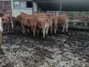 Limousine heifers