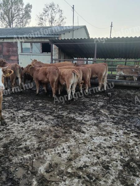 Limousine heifers