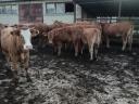 Limousine heifers