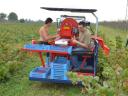 JAGODA - JAREK 5R - trailed semi-row fruit harvester - also eligible for tender