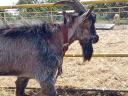 Capricorn goat, 2 years old