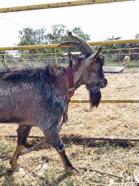 Capricorn goat, 2 years old