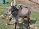 Capricorn goat, 2 years old