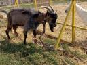 Capricorn goat, 2 years old