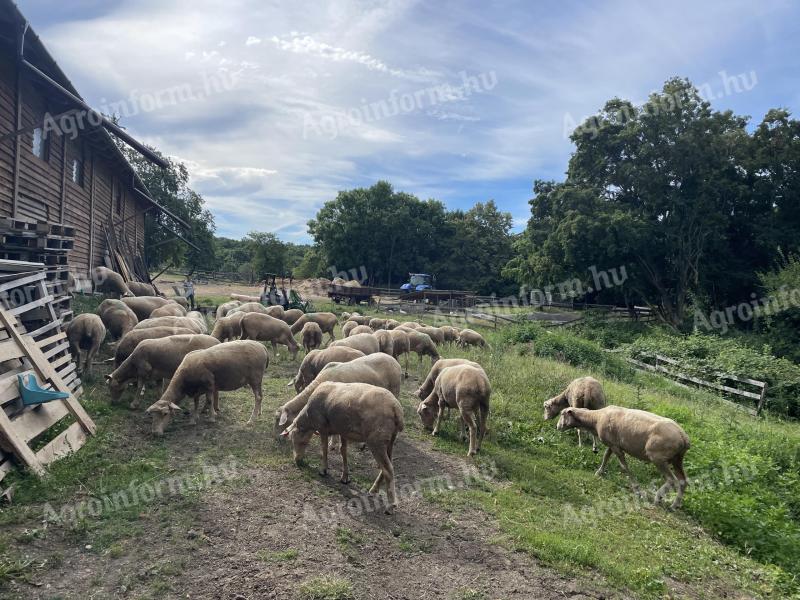 Mađarski merino temeljac