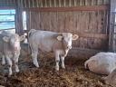 Charolais heifers