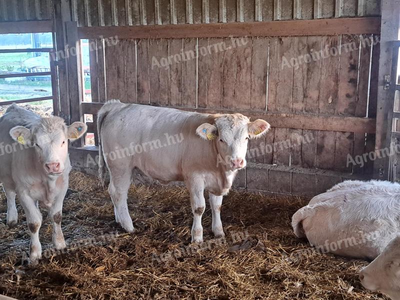 Charolais heifers