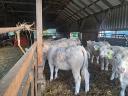 Charolais heifers