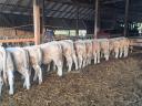 Charolais jalovice