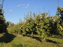 Quince, quince salsify, quince berries for sale