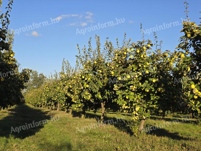 Quince, quince salsify, quince berries for sale