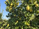 Quince, quince salsify, quince berries for sale