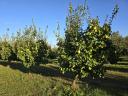 Quince, quince salsify, quince berries for sale