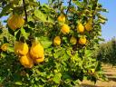 Quince, quince salsify, quince berries for sale