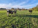 Holstein-Friesian-Studentenbulle zu verkaufen