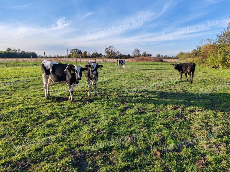 Holstein-Friesian stud bull for sale