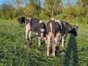 Holstein-Friesian stud bull for sale