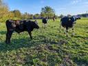 Holstein-Friesian-Studentenbulle zu verkaufen