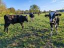 Holstein-Friesian stud bull for sale