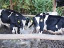 Holstein-Friesian stud bull for sale