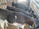 Holstein-Friesian heifers for sale