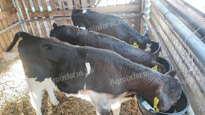 Holstein-Friesian heifers for sale