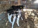 Holstein-Friesian heifers for sale